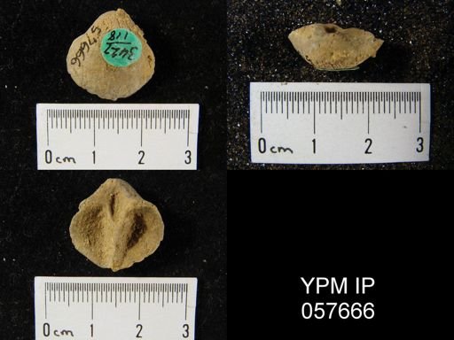 Gypidula multicostata