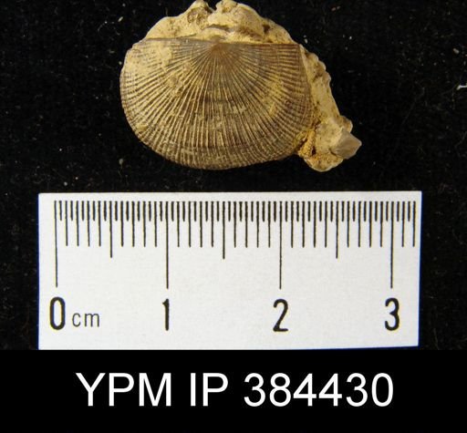 Schuchertella lens