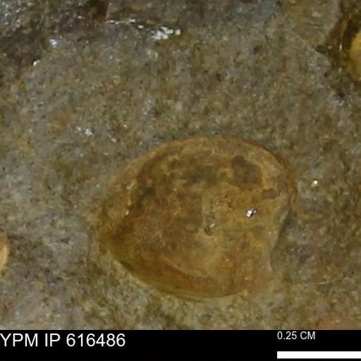 Protocardia subquadrata