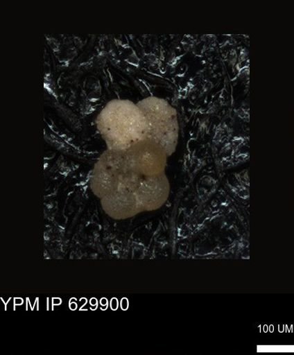 undet. Foraminiferida