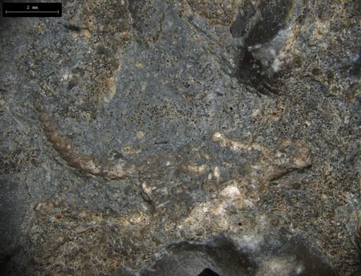 Aplocoma damesii