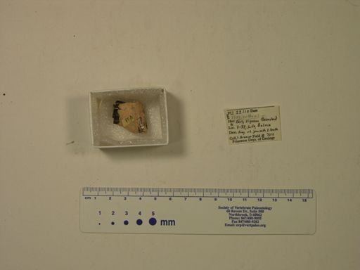 Plagiarthrus sp.