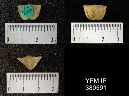 Cyrtia cyrtiniformis