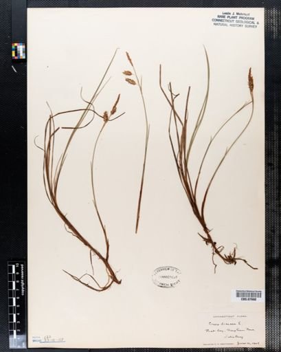 Carex limosa
