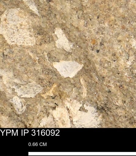 undet. Mollusca