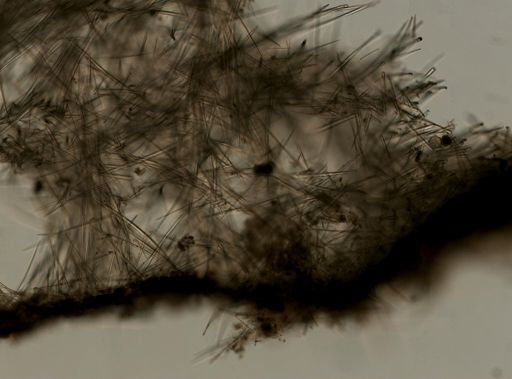 cf. Spongosorites