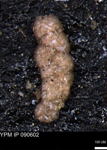 Ammobaculites euides