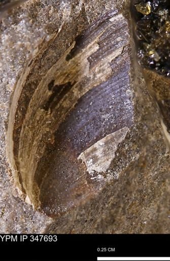 undet. Bivalvia