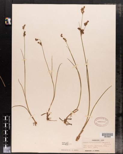 Juncus brevicaudatus