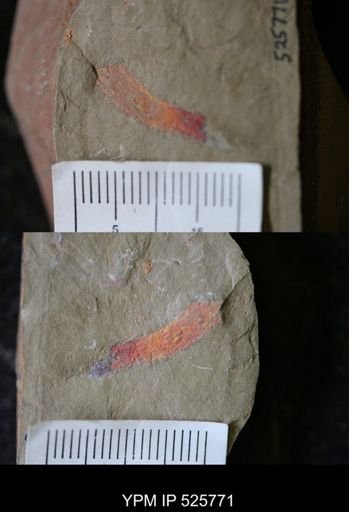 undet. Arthropoda
