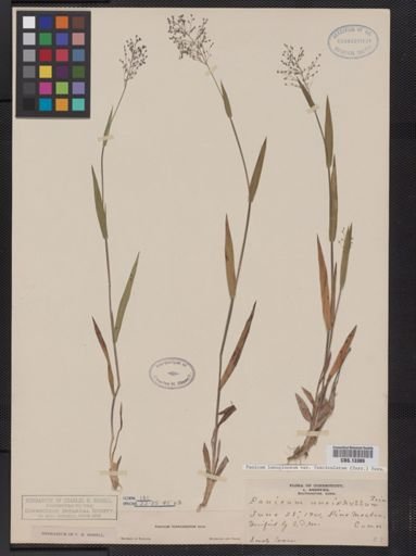 Panicum lanuginosum