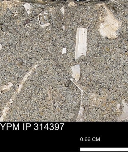 undet. Scaphopoda