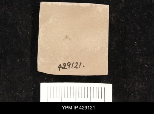 undet. Hemiptera