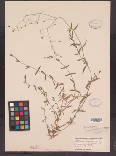 Stellaria graminea