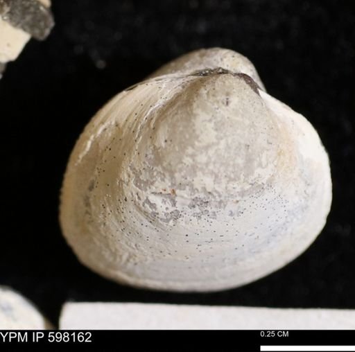 Limopsis striatopunctatus