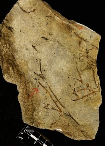Psilophyton sp.