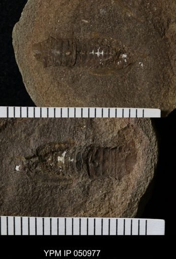 Anthracaris gracilis