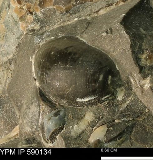 Hoploscaphites sp.