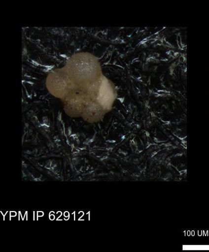 undet. Rugoglobigerinidae