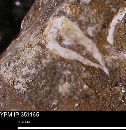 undet. Mollusca