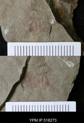 Thelxiope sp.