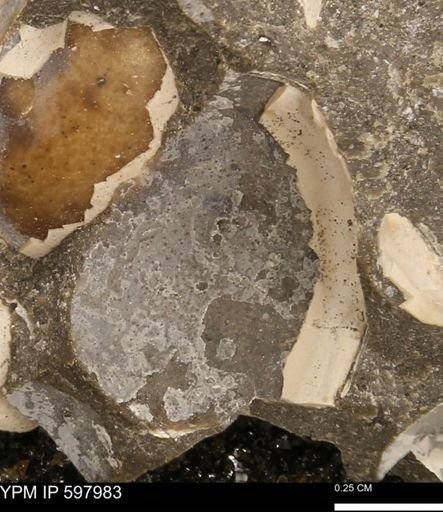 Protocardia?