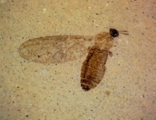 undet. Diptera
