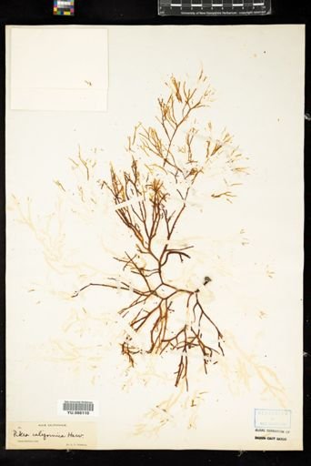 Pikea californica