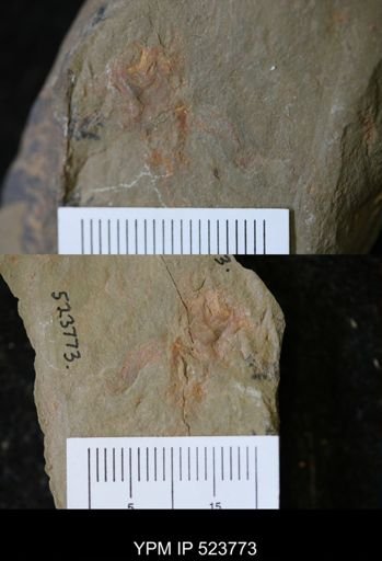 undet. Arthropoda