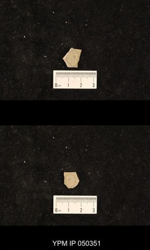 undet. Hexapoda