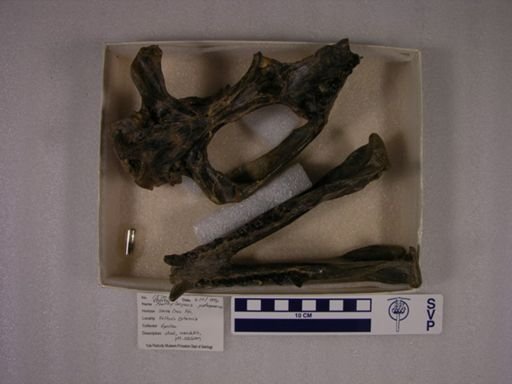 Prothylacynus patagonicus