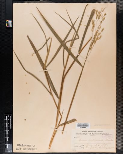 Leersia
