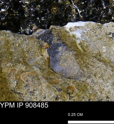 undet. Mollusca