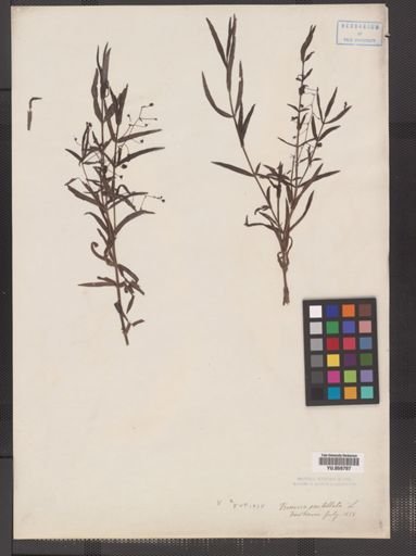 Veronica scutellata
