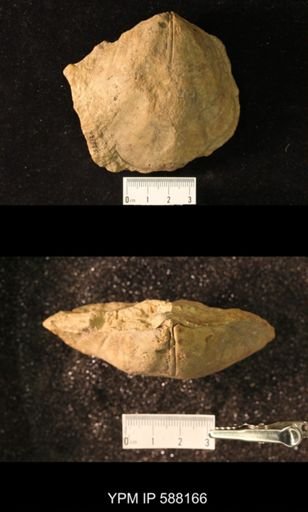 Pentamerus oblongus