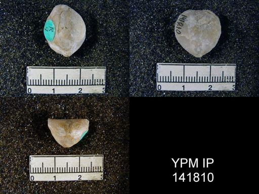 Spirigerella derbyi