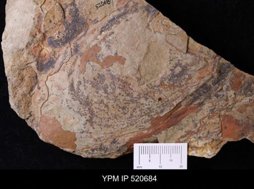 undet. Arthropoda