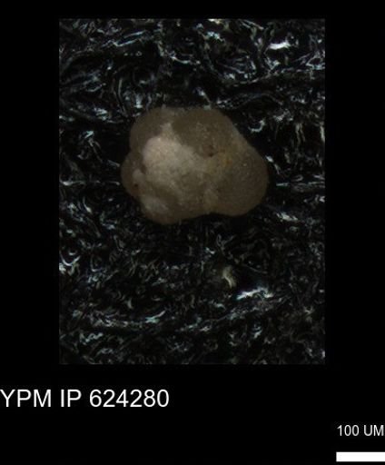 undet. Foraminiferida