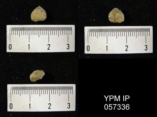 Uncinulus wadei