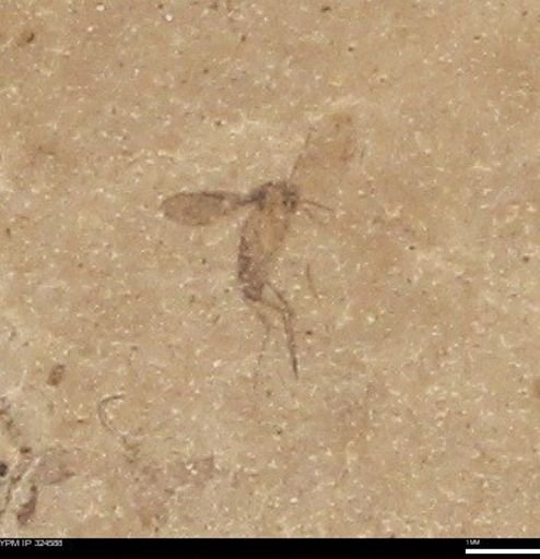 undet. Insecta