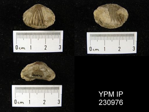 Rhynchopora magnicosta
