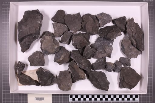 mixed taxa, stratigraphic collection