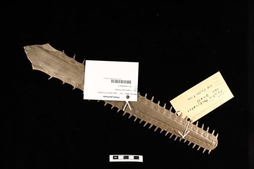 Pristis pectinata