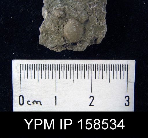 Hindella umbonata