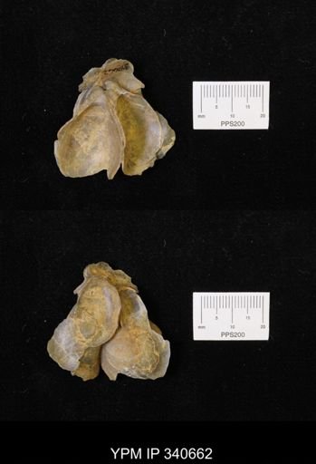 Ostrea translucida