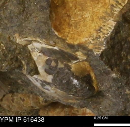 Protocardia subquadrata