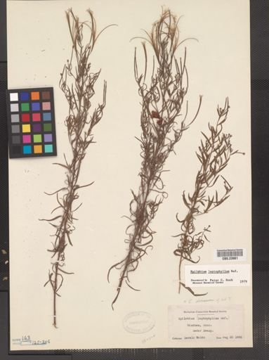Epilobium leptophyllum