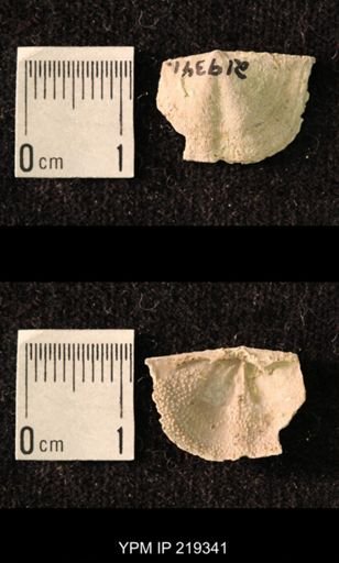 Chonetes granulifer