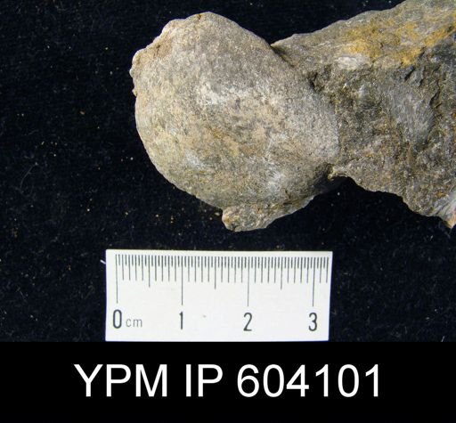 Meristella cf. symmetrica
