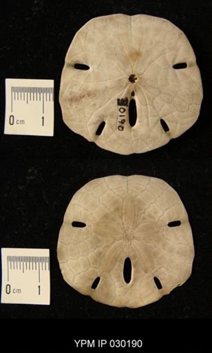 Mellita pentaposa